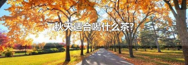 秋天适合喝什么茶?