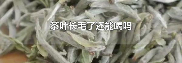 茶叶长毛了还能喝吗