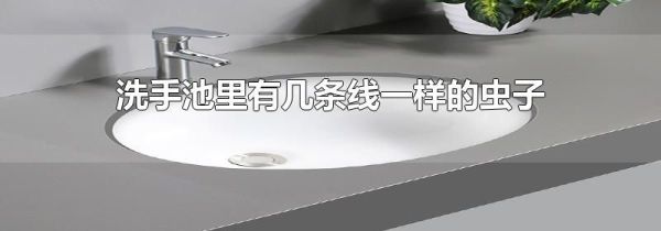 洗手池里有几条线一样的虫子