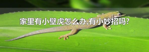 家里有小壁虎怎么办,有小妙招吗?