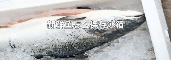 新鲜鱼怎么保存冰箱