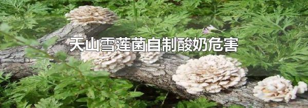 天山雪莲菌自制酸奶危害