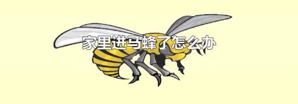 家里进马蜂了怎么办