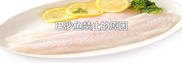巴沙鱼禁止的原因