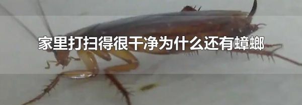 家里打扫得很干净为什么还有蟑螂