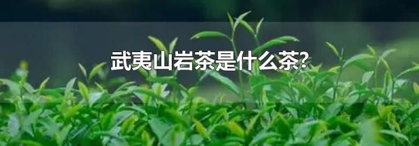 武夷山岩茶是什么茶?