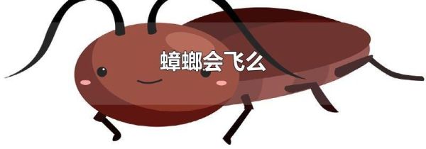 蟑螂会飞么