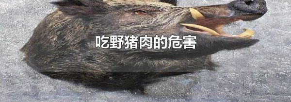 吃野猪肉的危害
