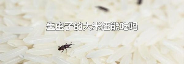 生虫子的大米还能吃吗
