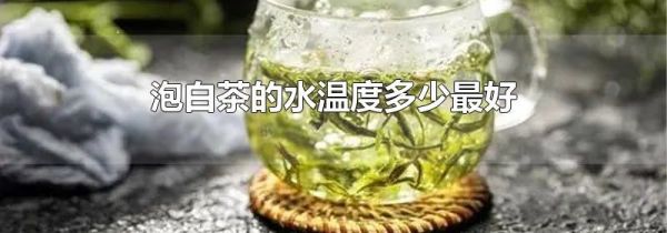 泡白茶的水温度多少最好