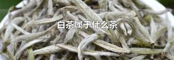 白茶属于什么茶