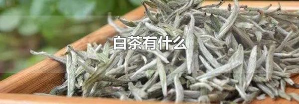 白茶有什么