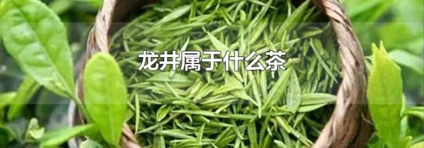 龙井属于什么茶
