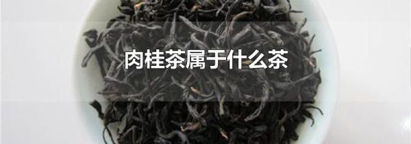 肉桂茶属于什么茶