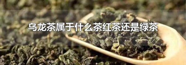乌龙茶属于什么茶红茶还是绿茶