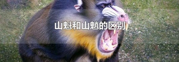 山魁和山魈的区别