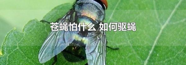苍蝇怕什么 如何驱蝇