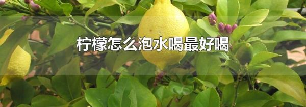 柠檬怎么泡水喝最好喝