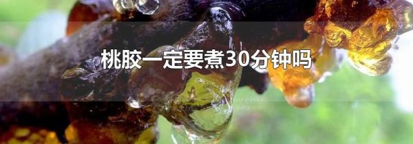 桃胶一定要煮30分钟吗
