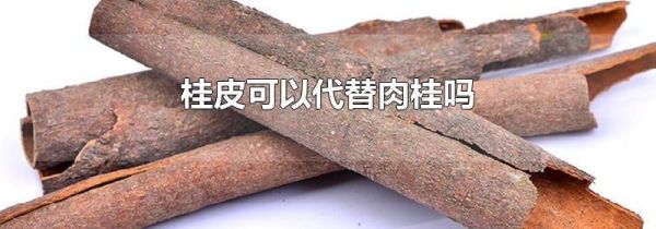 桂皮可以代替肉桂吗
