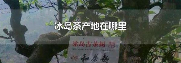 冰岛茶产地在哪里