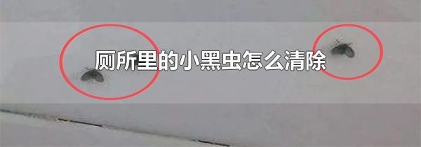厕所里的小黑虫怎么清除