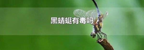 黑蜻蜓有毒吗
