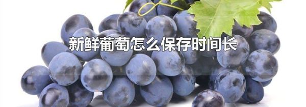 新鲜葡萄怎么保存时间长