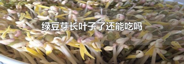 绿豆芽长叶子了还能吃吗