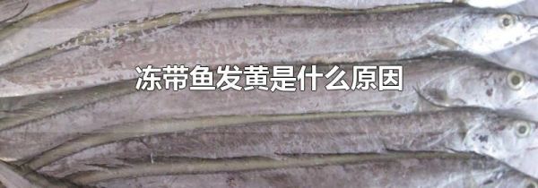冻带鱼发黄是什么原因