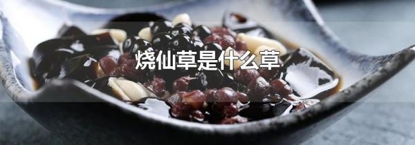 烧仙草是什么草