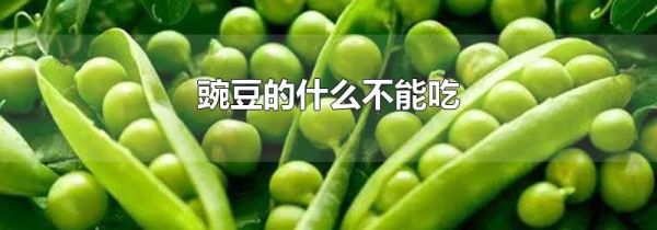 豌豆的什么不能吃