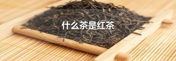 什么茶是红茶