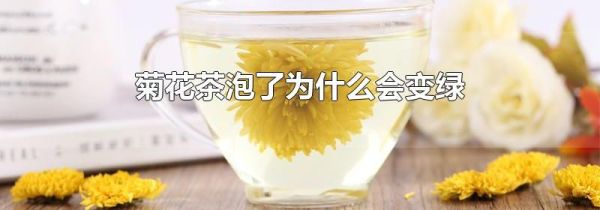 菊花茶泡了为什么会变绿