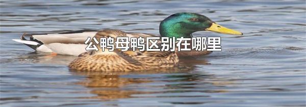 公鸭母鸭区别在哪里