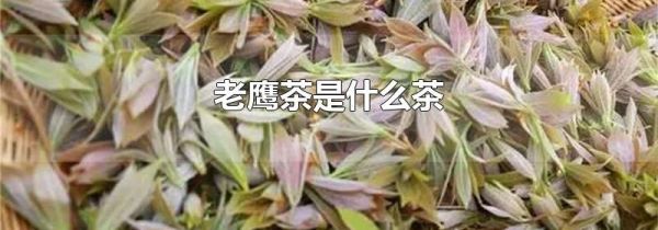 老鹰茶是什么茶