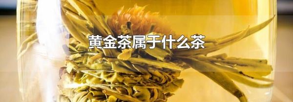 黄金茶属于什么茶