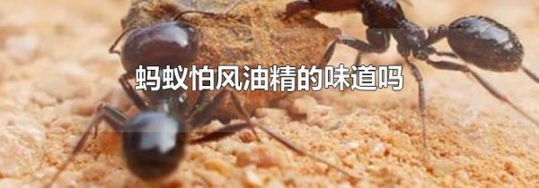 蚂蚁怕风油精的味道吗