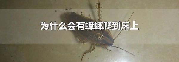 为什么会有蟑螂爬到床上