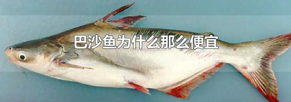 巴沙鱼为什么那么便宜