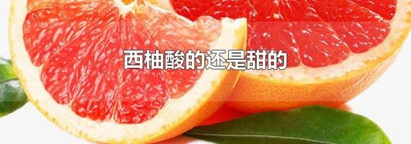 西柚酸的还是甜的