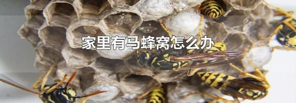家里有马蜂窝怎么办
