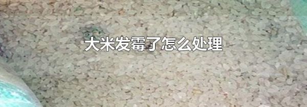 大米发霉了怎么处理
