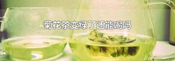 菊花茶变绿了还能喝吗