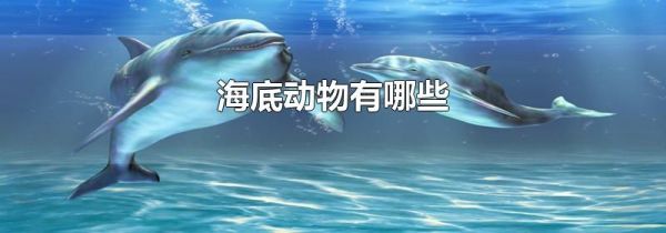 海底动物有哪些