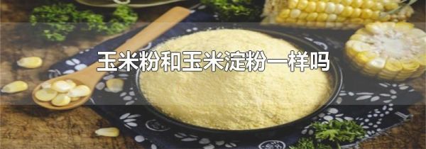 玉米粉和玉米淀粉一样吗