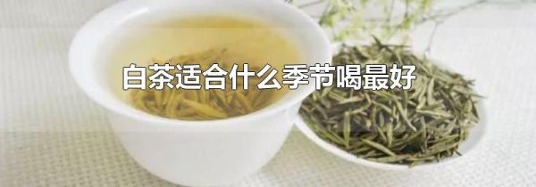 白茶适合什么季节喝最好