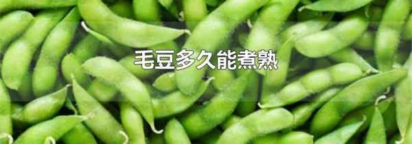毛豆多久能煮熟