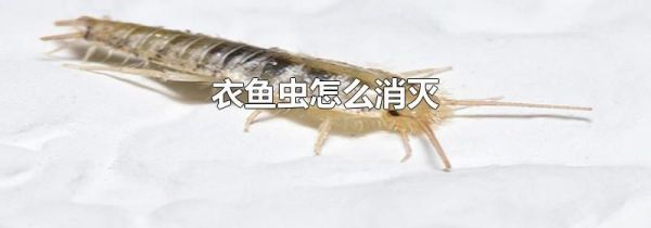 衣鱼虫怎么消灭