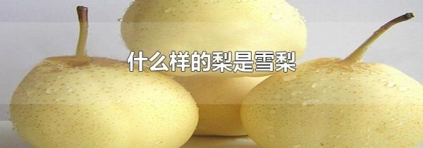 什么样的梨是雪梨